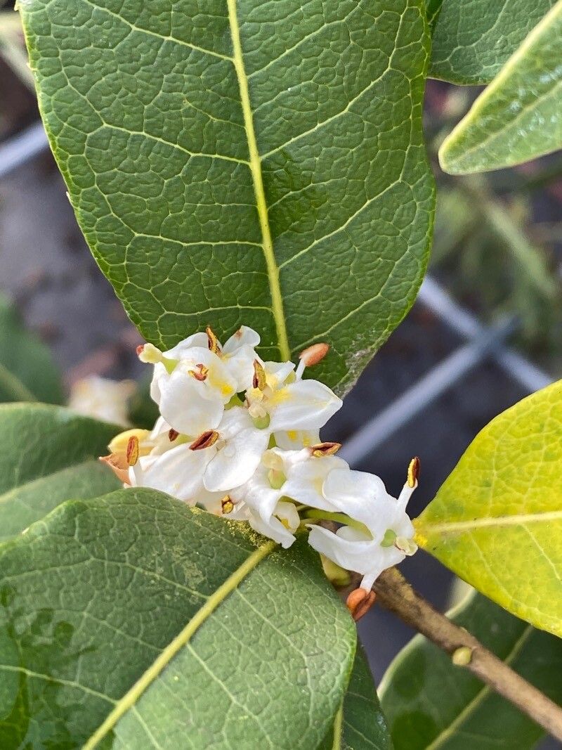 Osmanthus yunnanensis — search result for 'Osmanthus'