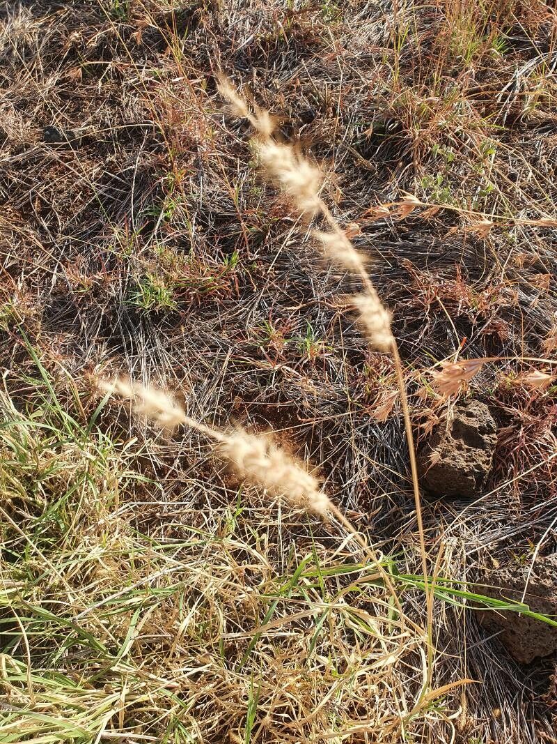 Cenchrus stramineus fruit