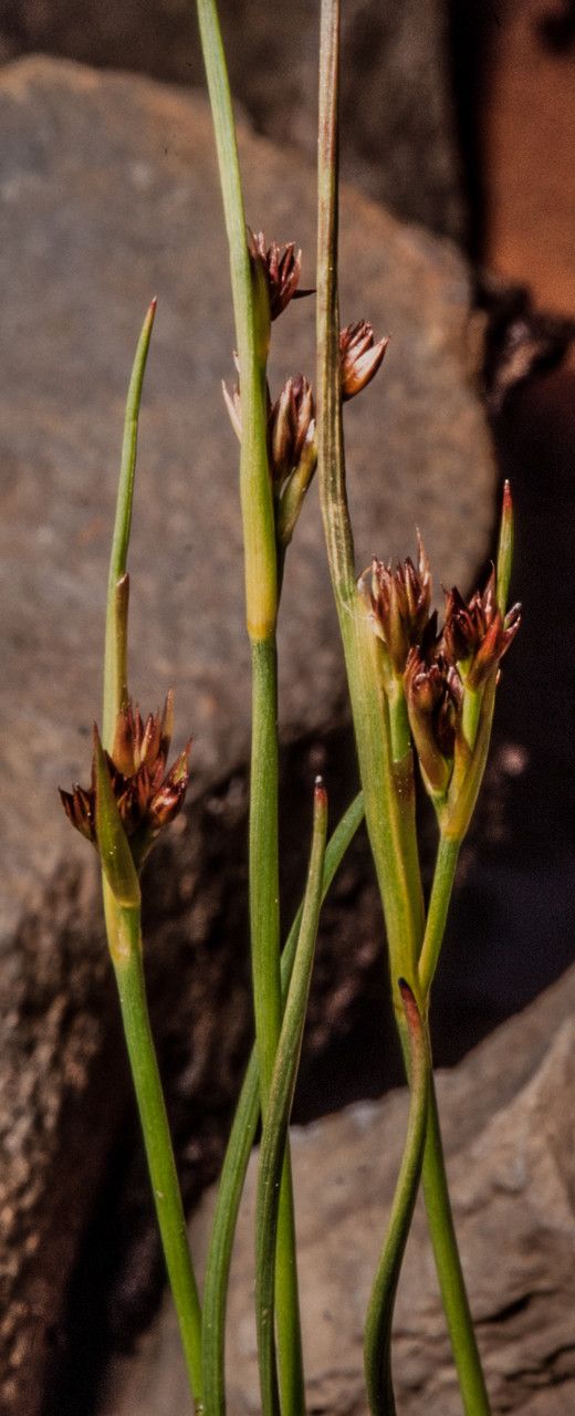 Juncus castaneus — search result for 'Widespread throughout Europe'