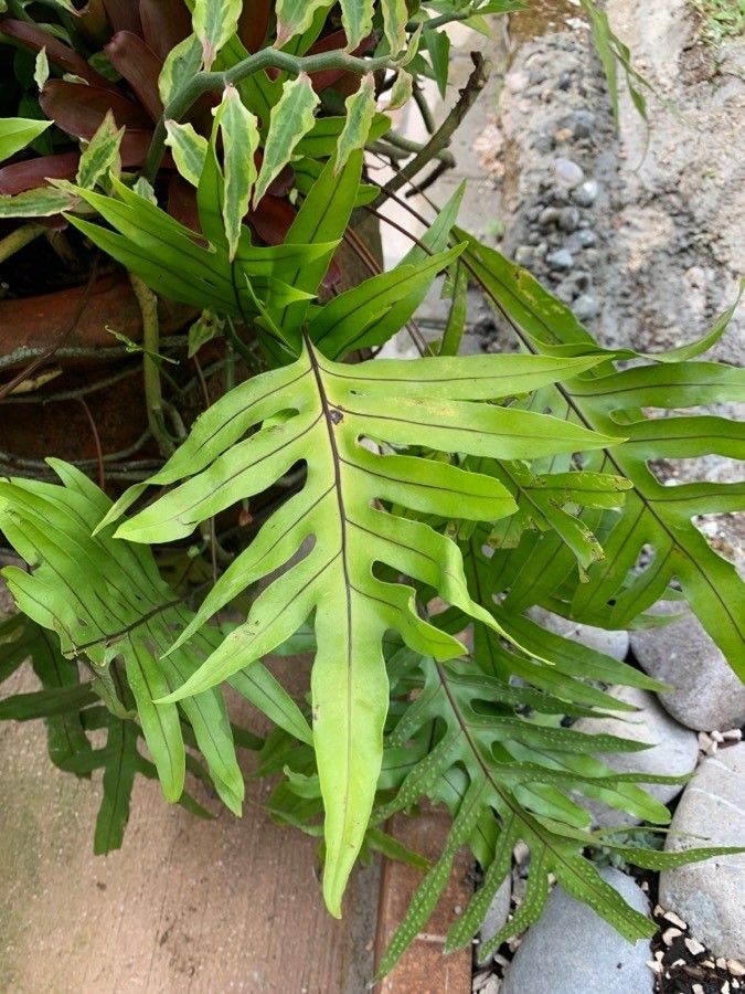 Phymatosorus scolopendria flower