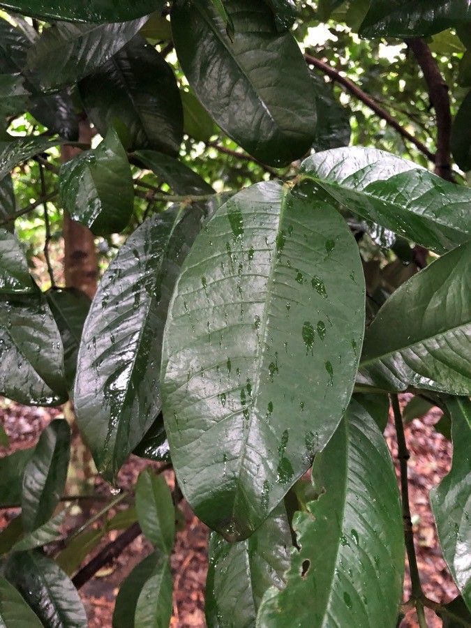 Garcinia prainiana leaf