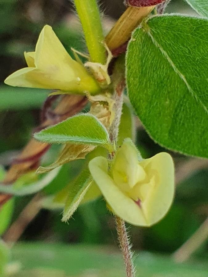 Macrotyloma uniflorum flower