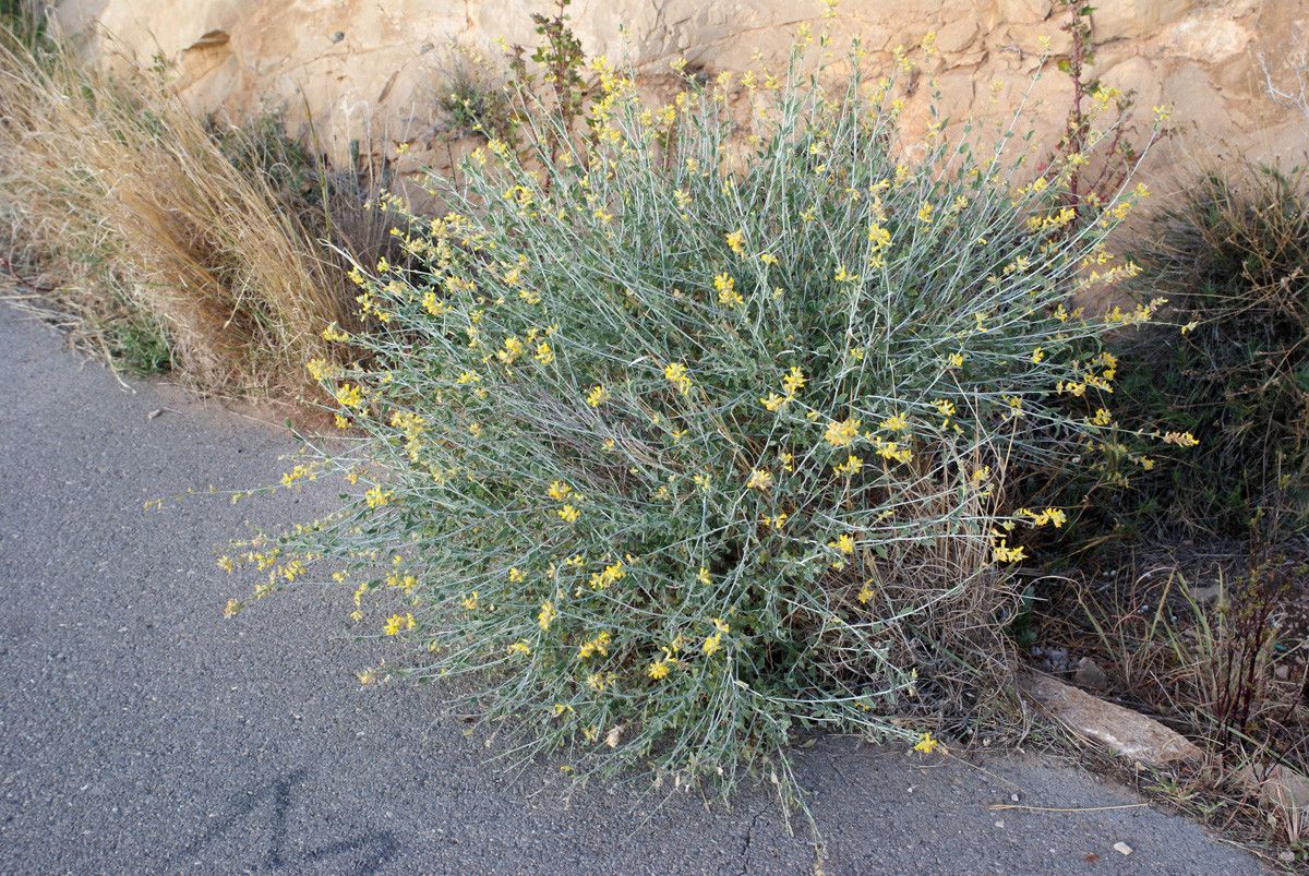 Anthyllis terniflora habit