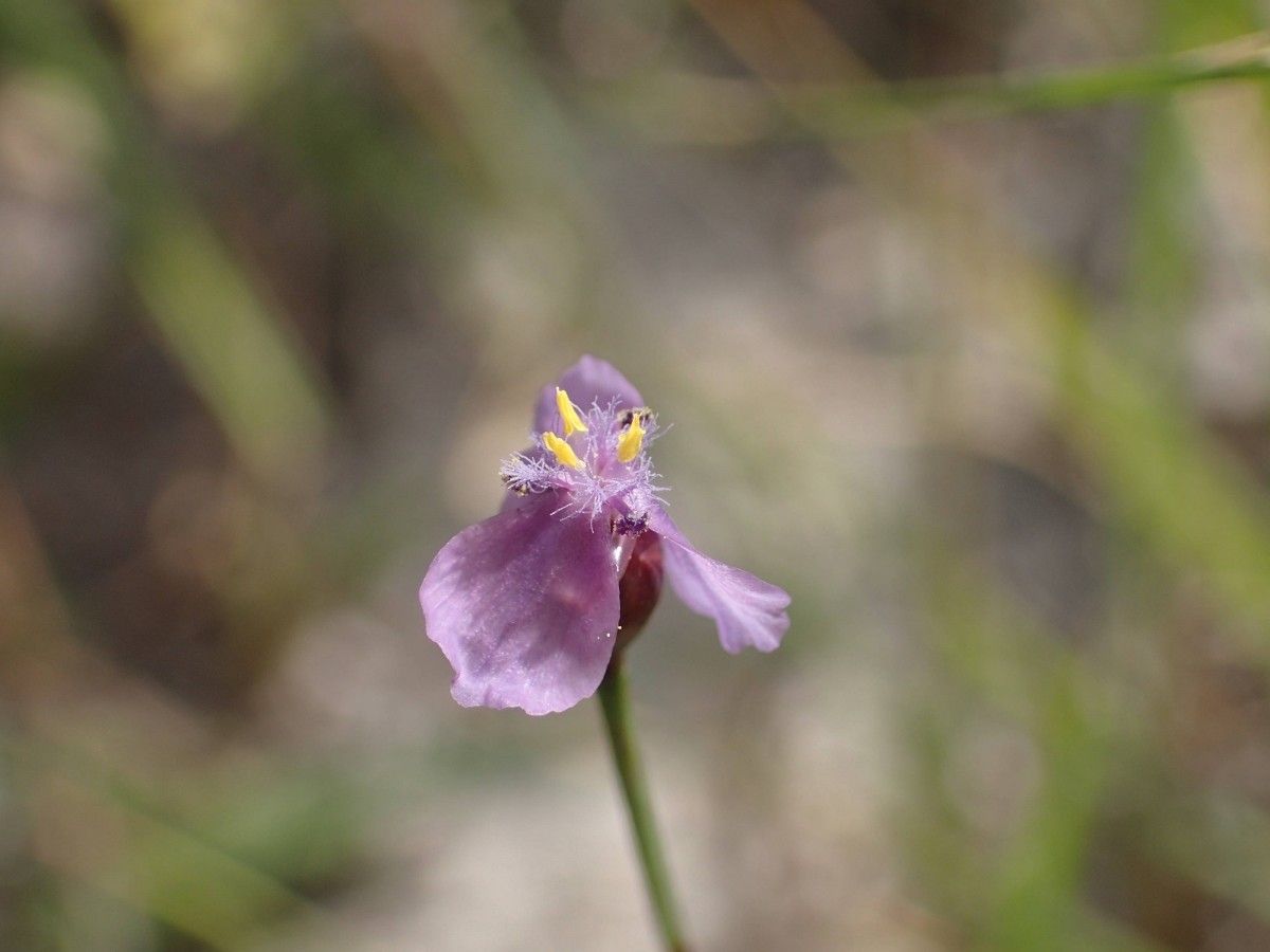 Xyris filiformis flower