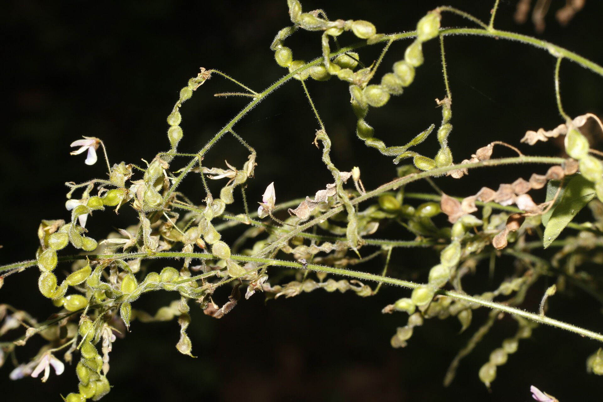 Desmodium procumbens fruit
