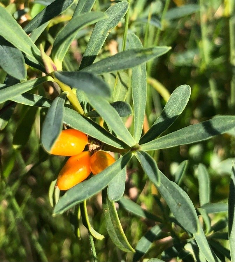 Daphne striata fruit