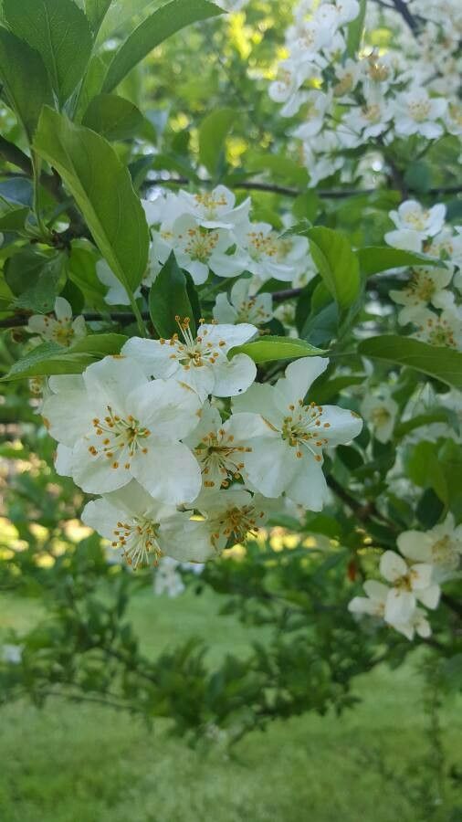 Malus sargentii flower