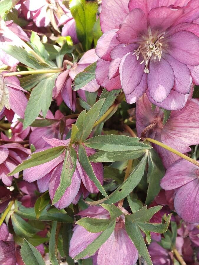 Helleborus hybridus — search result for 'Helleborus'