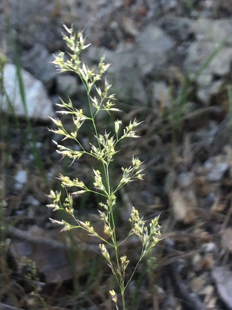 Agrostis stolonifera flower