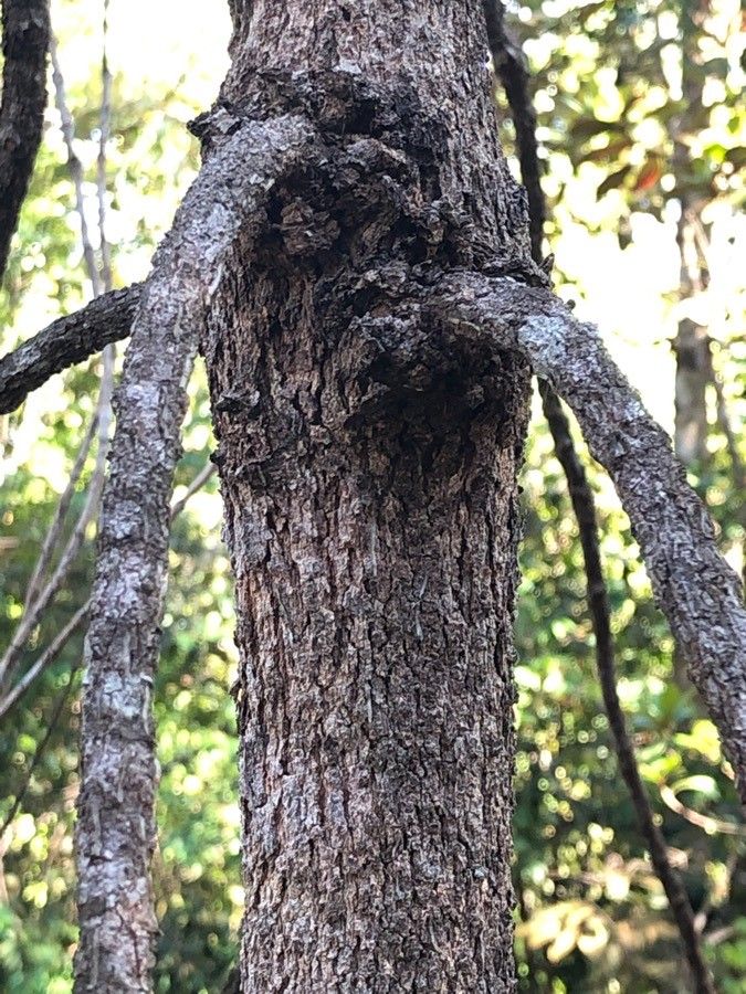 Gymnostoma nobile bark