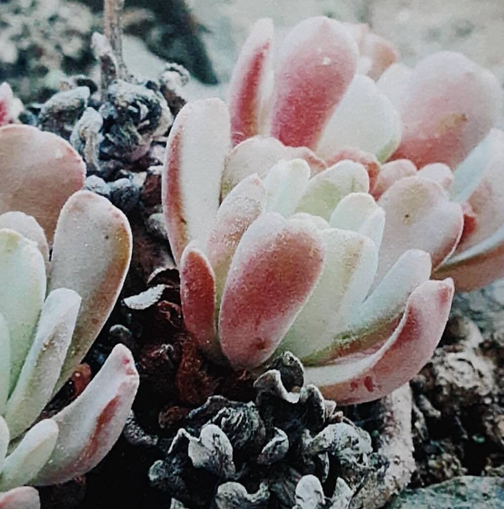 Sedum oblanceolatum — houseplant care guide