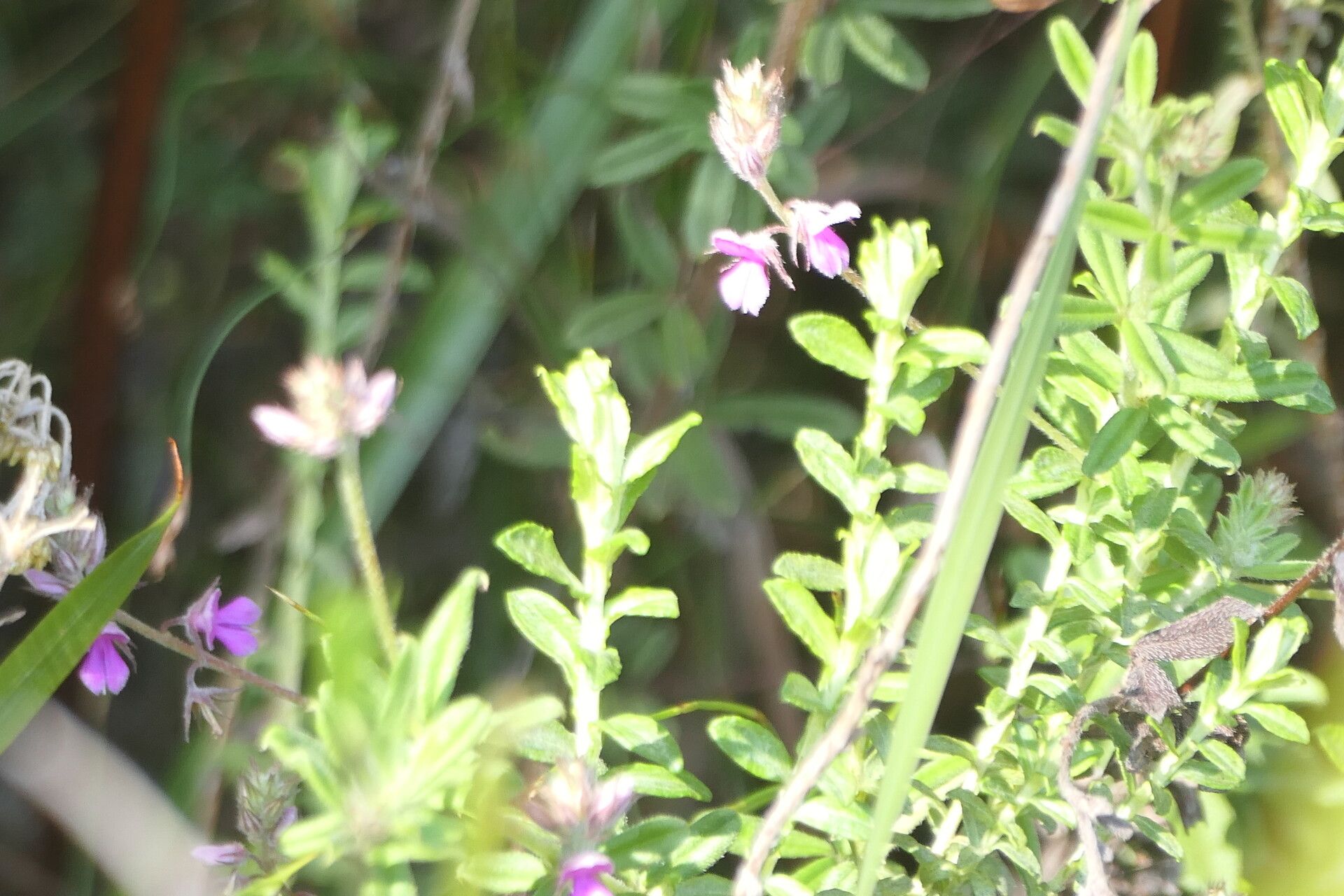 Indigofera filiformis habit