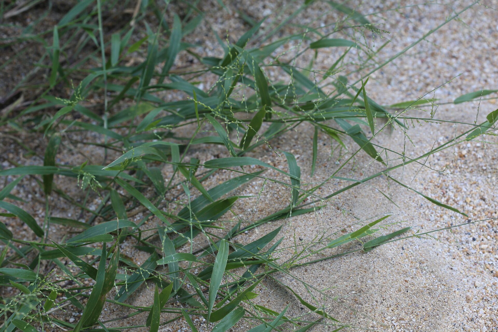 Urochloa distachyos — houseplant care guide