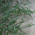 Urochloa subquadripara