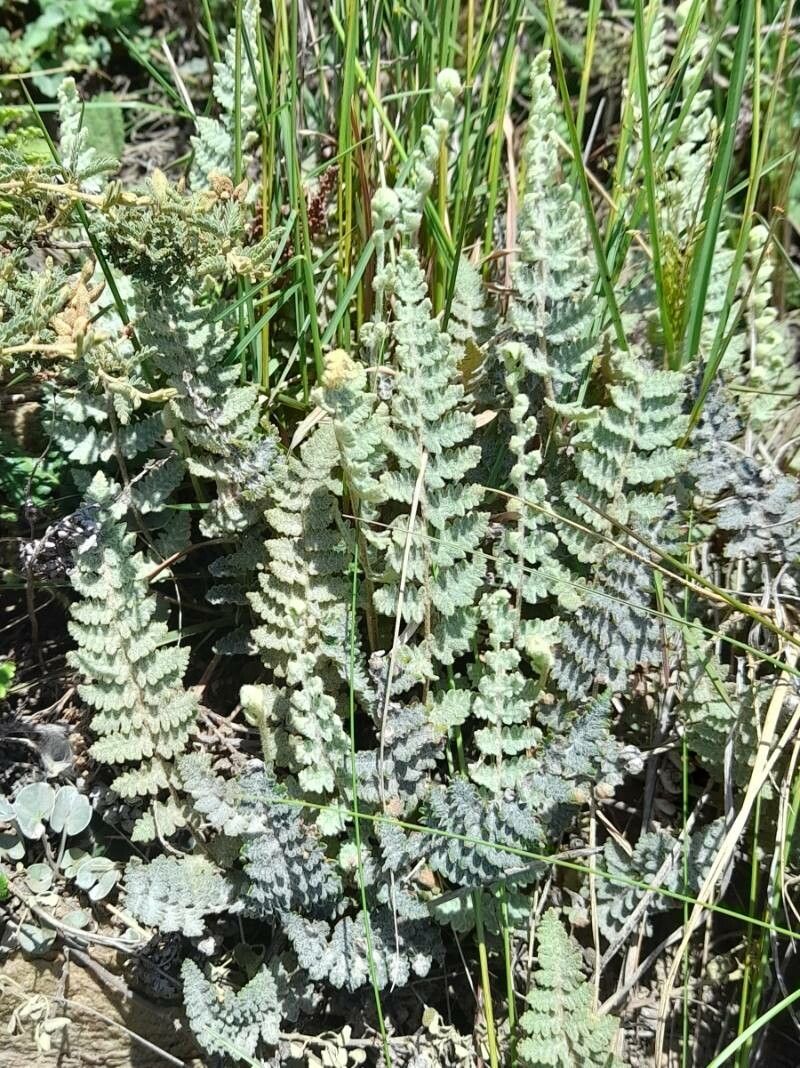Cheilanthes buchtienii habit