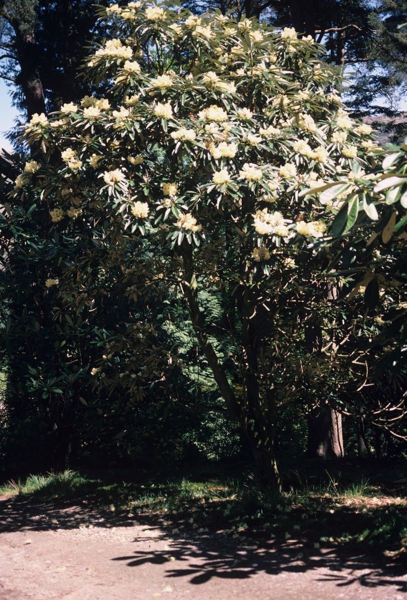 Rhododendron sidereum habit