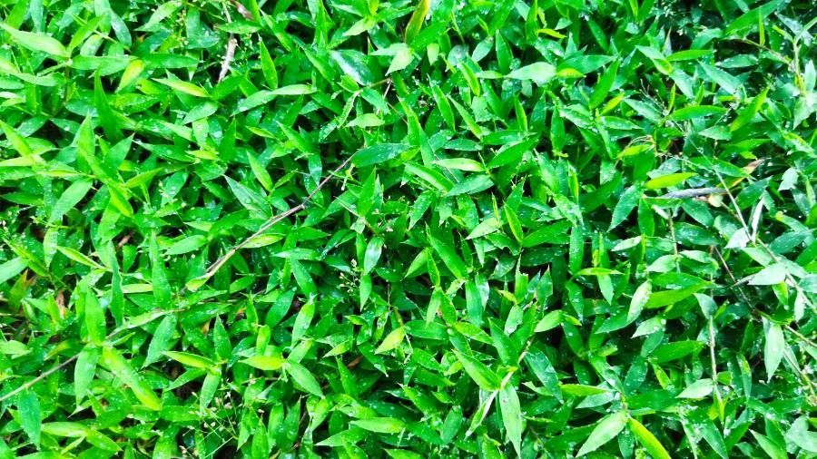 Arthraxon hispidus leaf