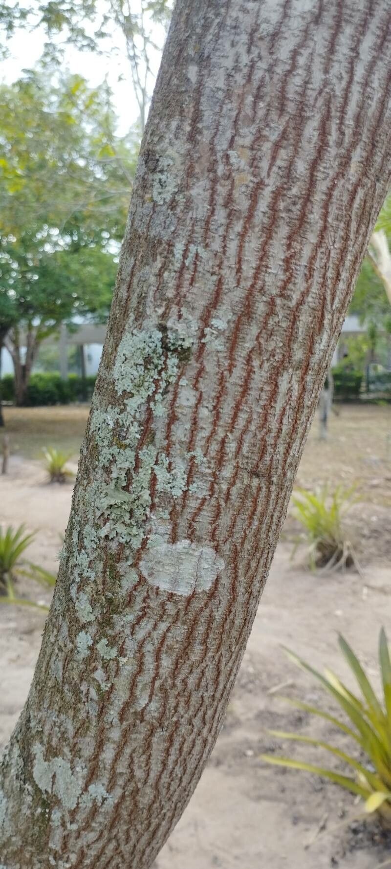 Parapiptadenia zehntneri — related species from the same genus