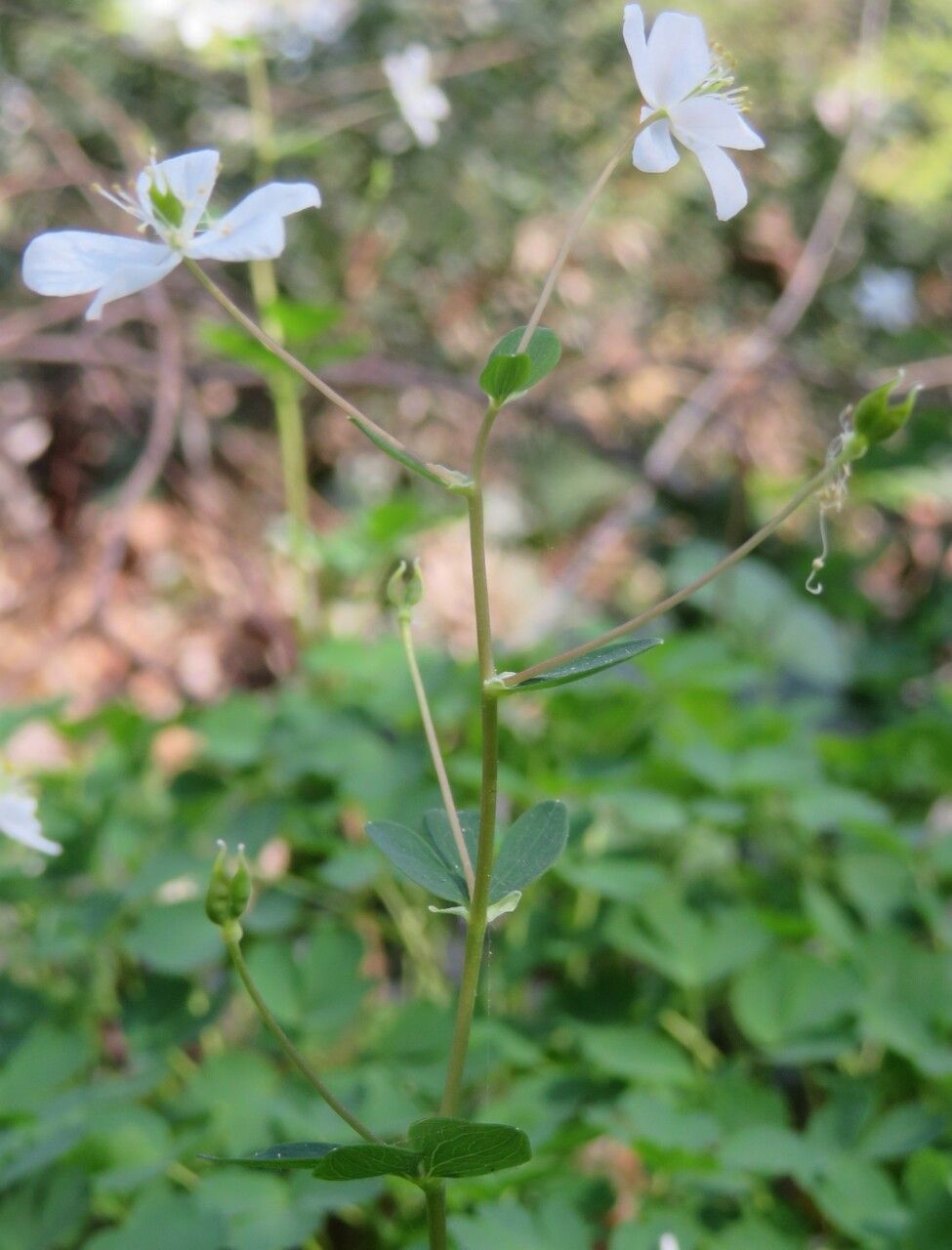 Isopyrum thalictroides fruit