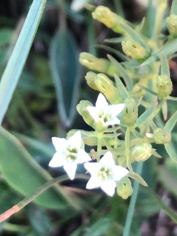 Thesium pyrenaicum flower