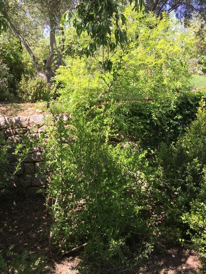 Ehretia rigida habit