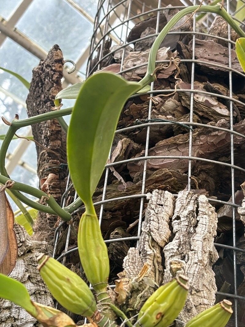 Laelia splendida — houseplant care guide