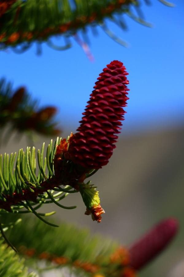 Picea likiangensis fruit