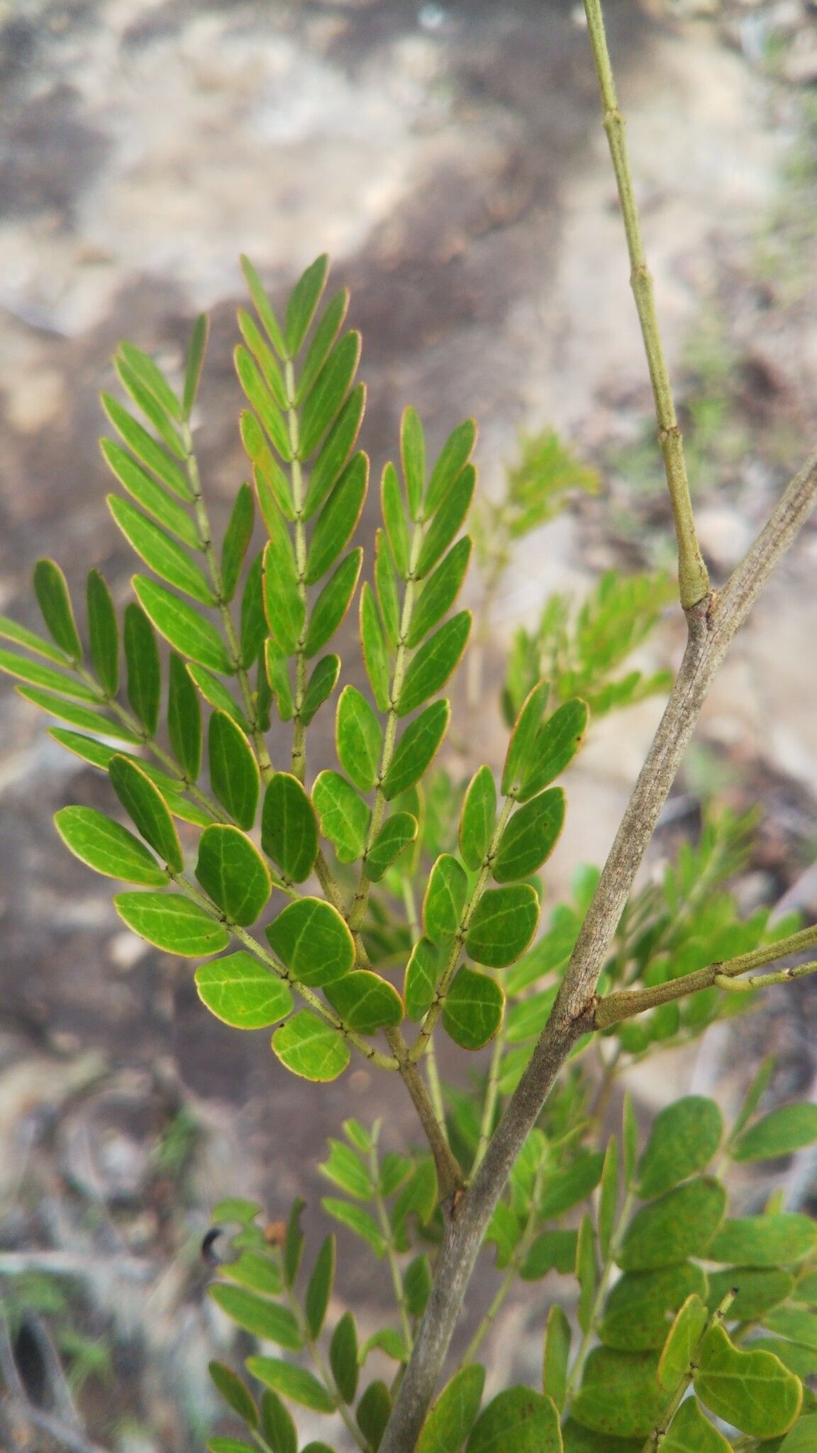 Mimosa waterlotii — search result for 'Mimosa'