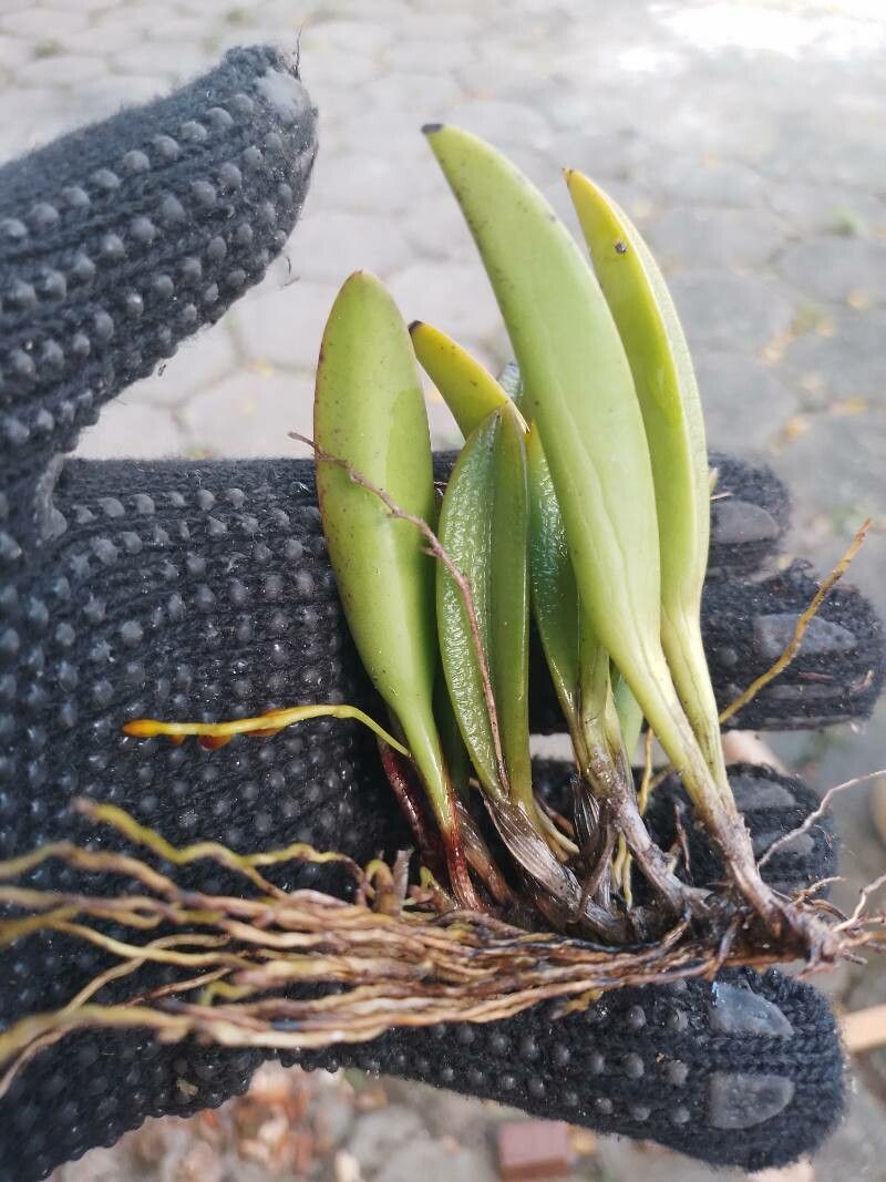 Acianthera ochreata — houseplant care guide