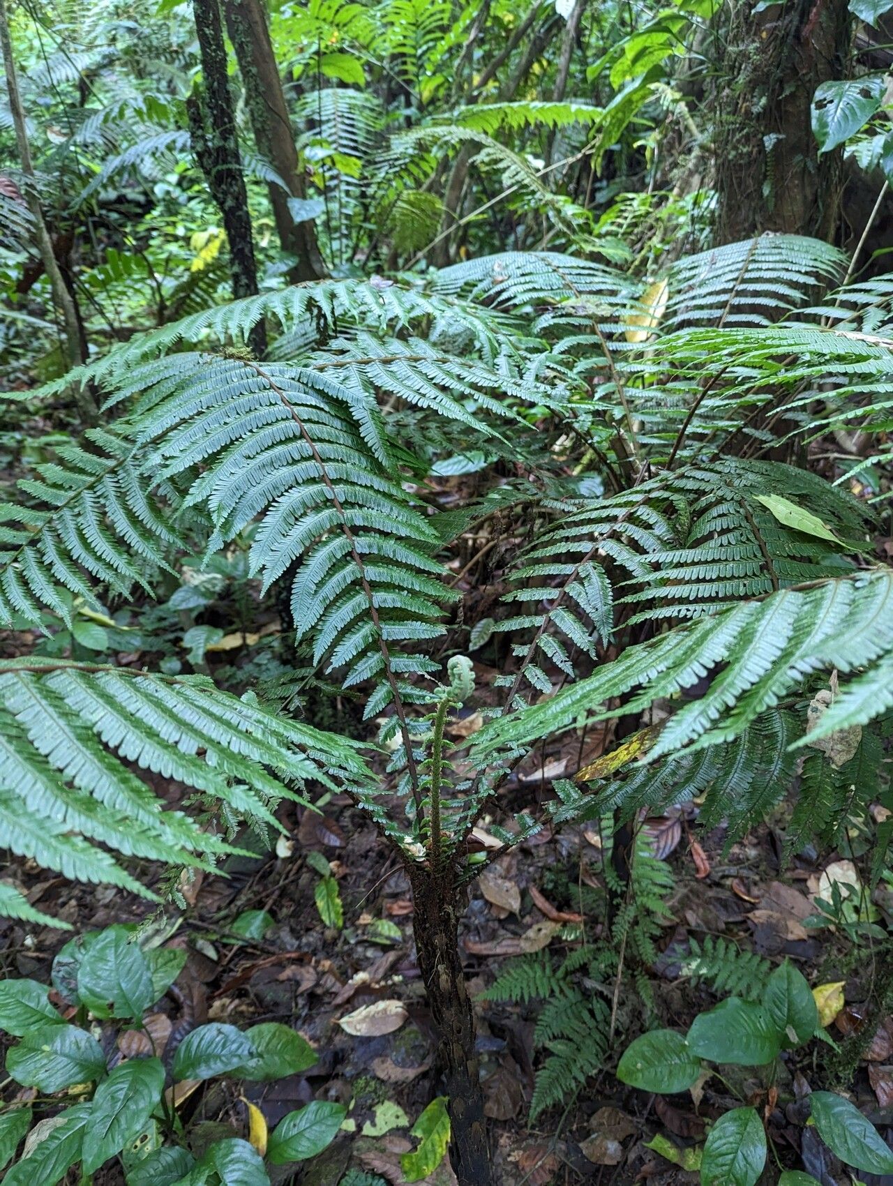 Alsophila welwitschii habit