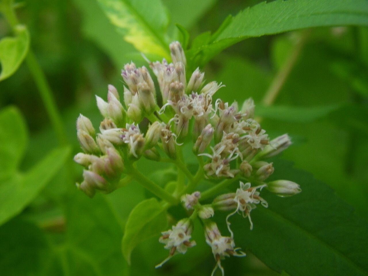 Mikania scandens flower