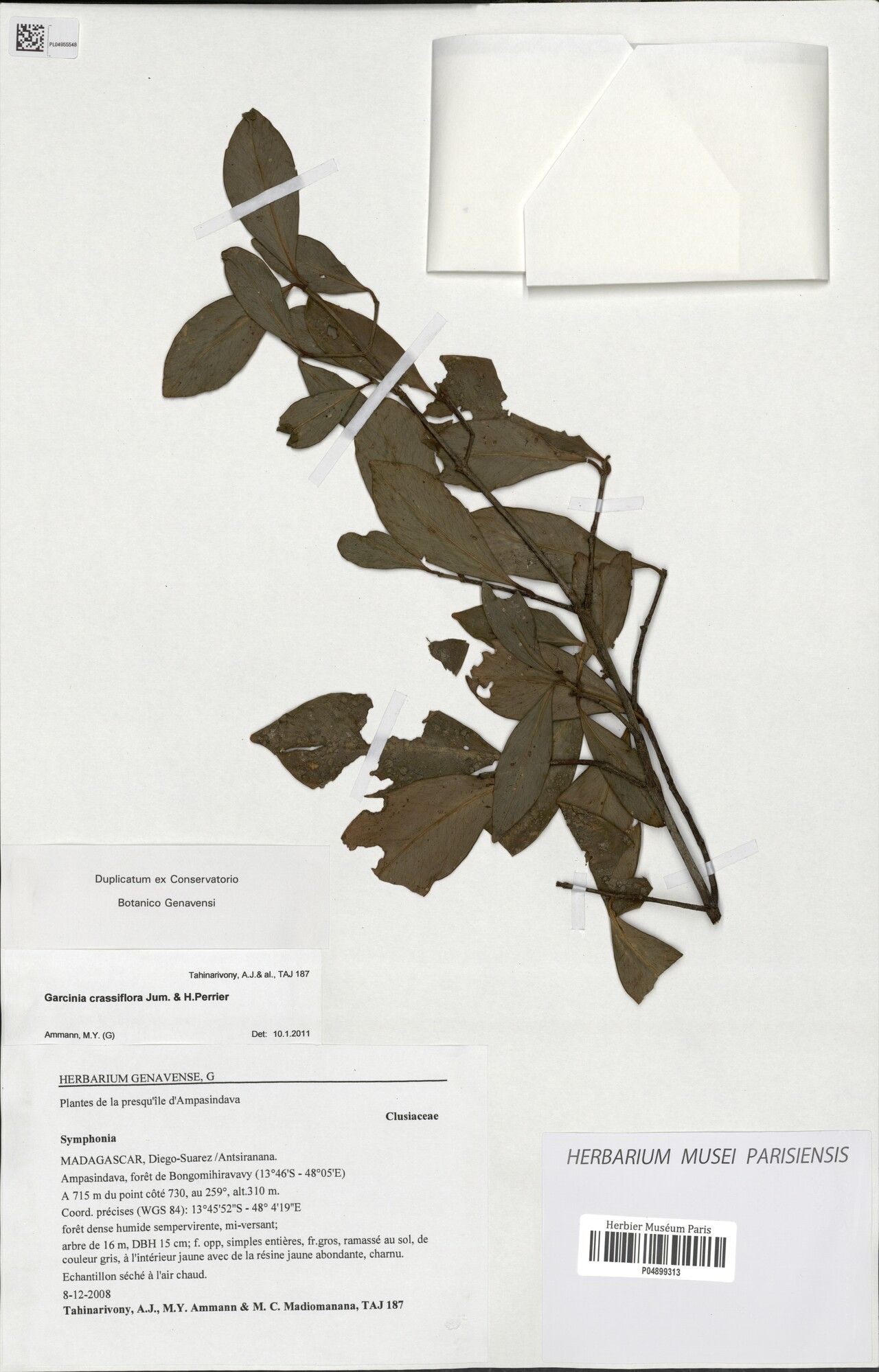 Garcinia crassiflora — houseplant care guide