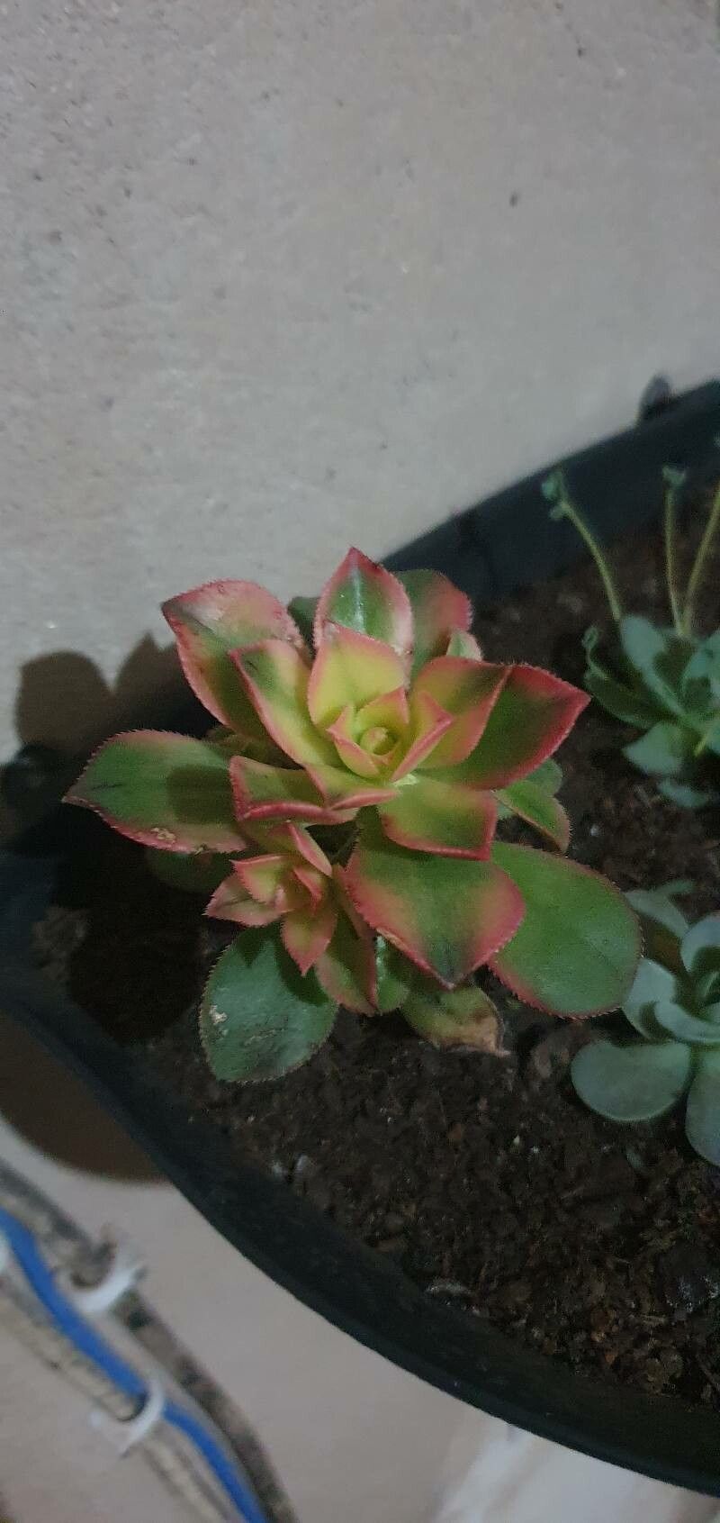 Aeonium decorum bark