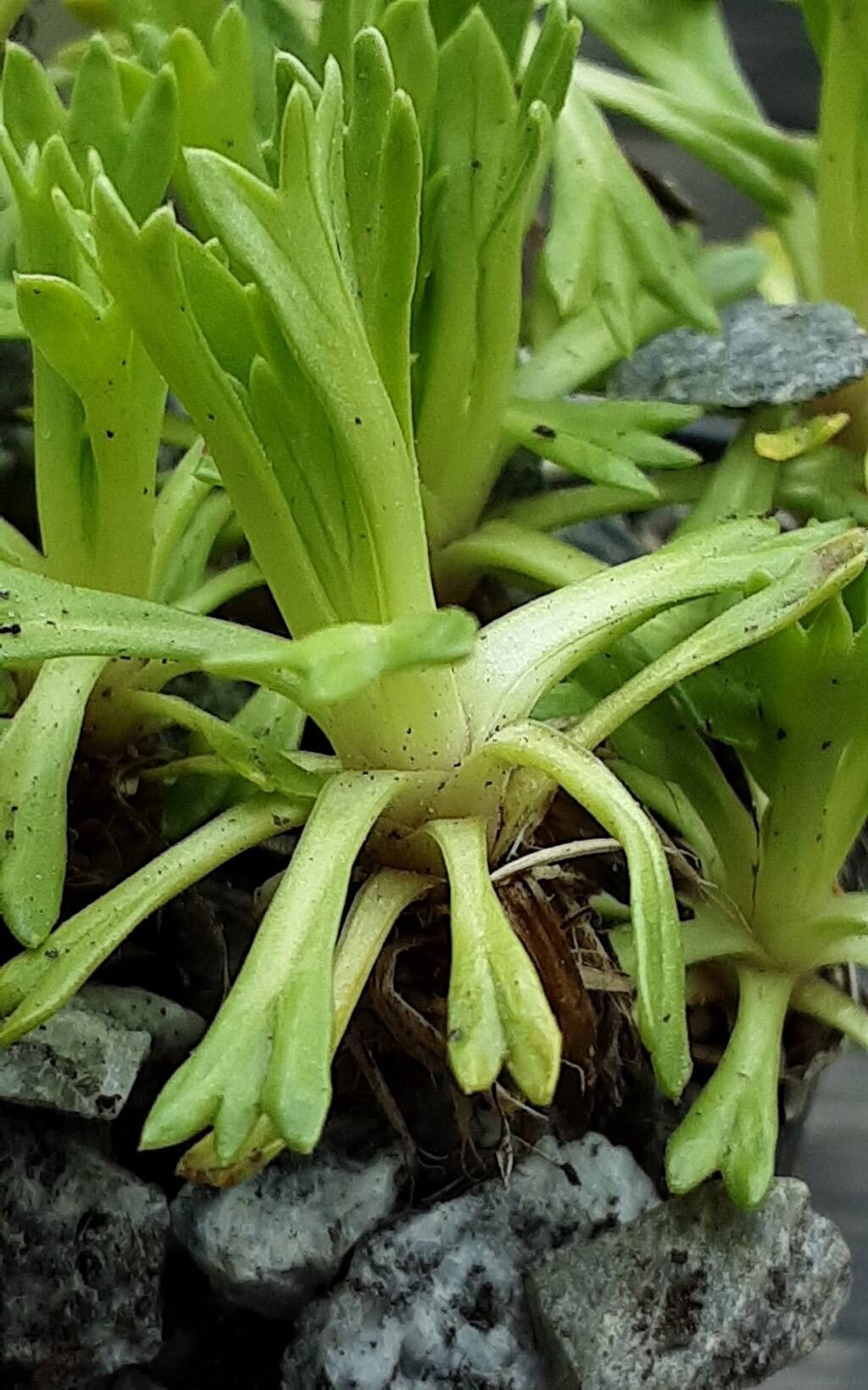 Azorella diversifolia leaf