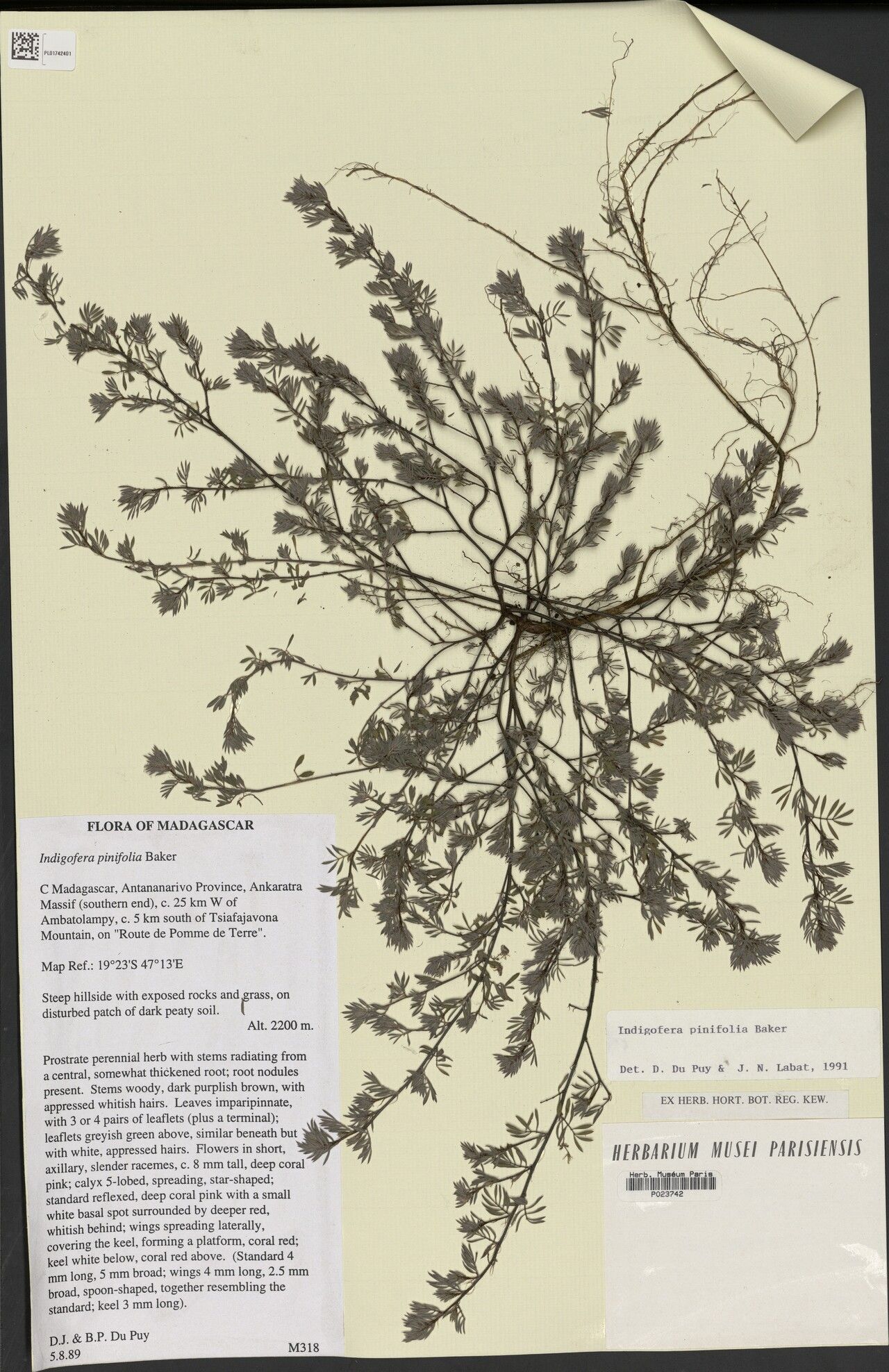 Indigofera pinifolia — search result for 'Indigofera'