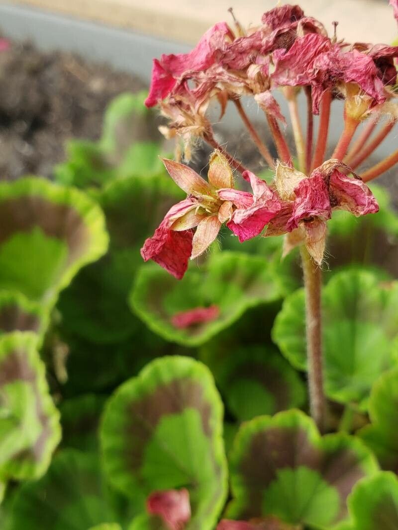 Pelargonium × hortorum fruit