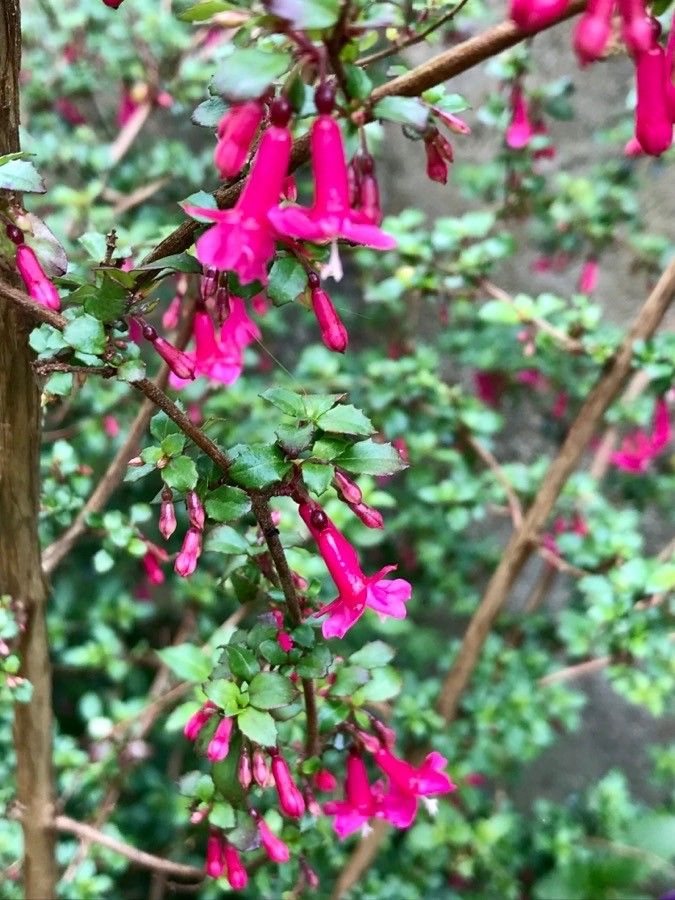 Fuchsia microphylla flower
