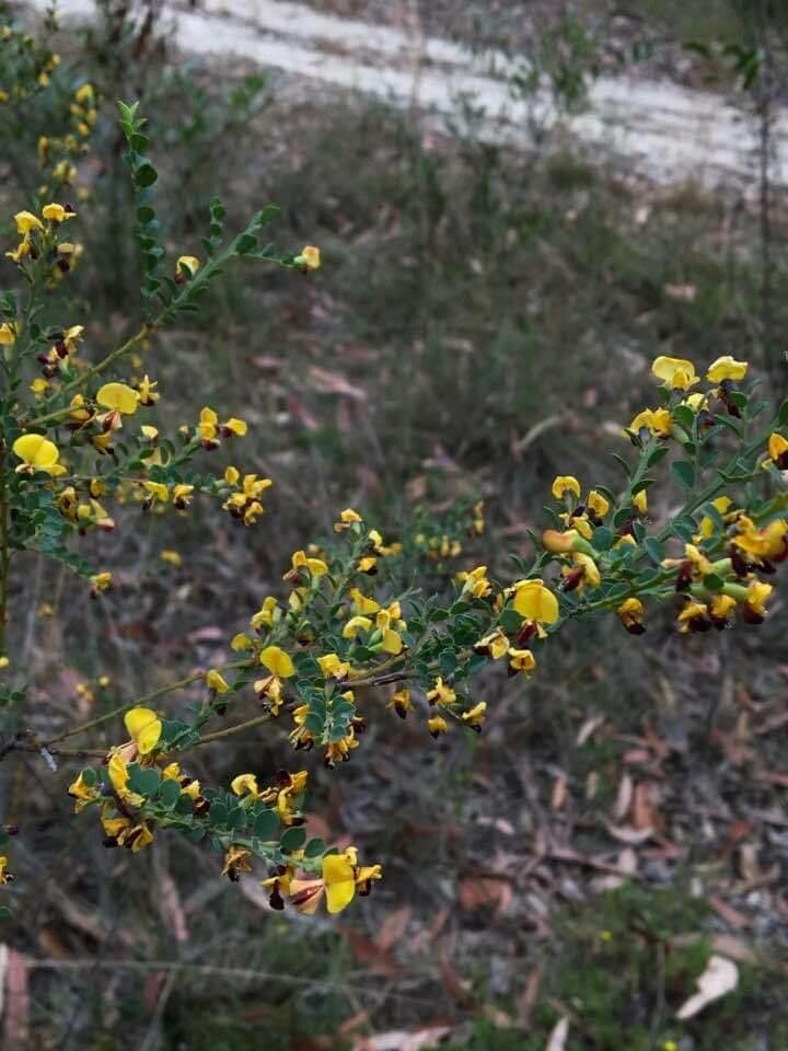 Bossiaea rhombifolia — houseplant care guide