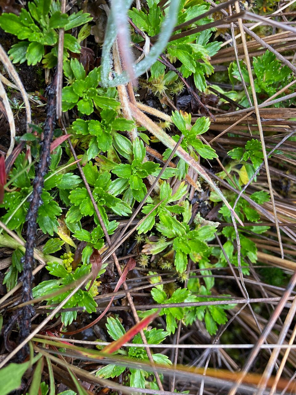 Azorella multifida habit