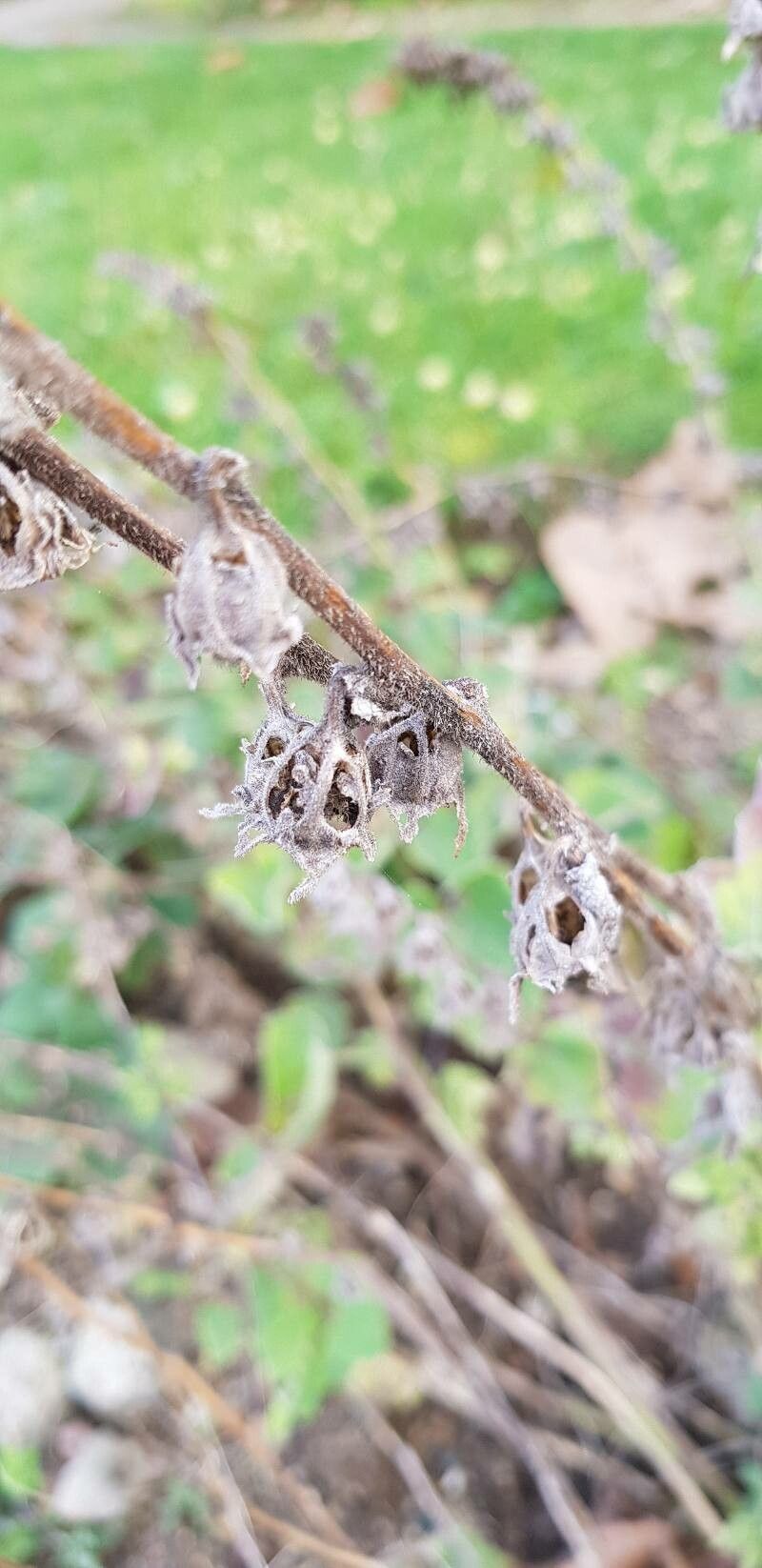 Campanula alliariifolia fruit