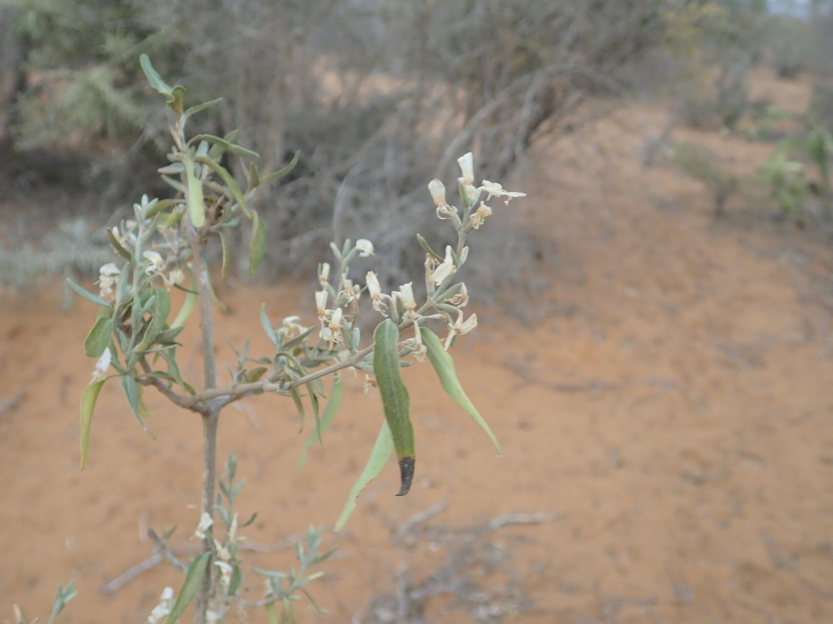 Hypoestes decaryana habit