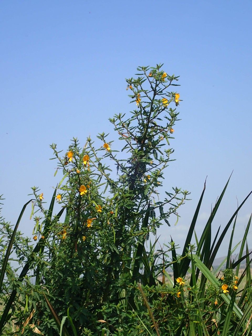 Aeschynomene schimperi — houseplant care guide