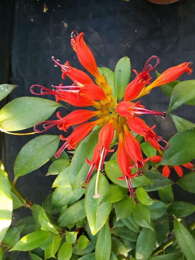 Aeschynanthus fulgens flower