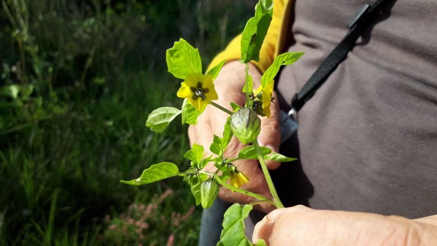 Physalis ixocarpa flower