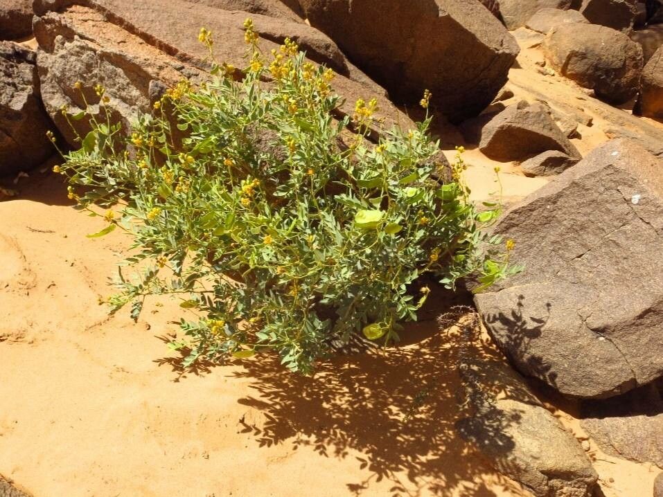 Senna alexandrina leaf