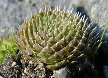 Orostachys minuta — houseplant care guide