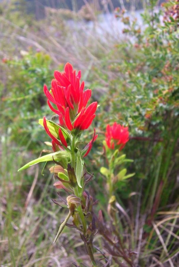 Castilleja fissifolia flower