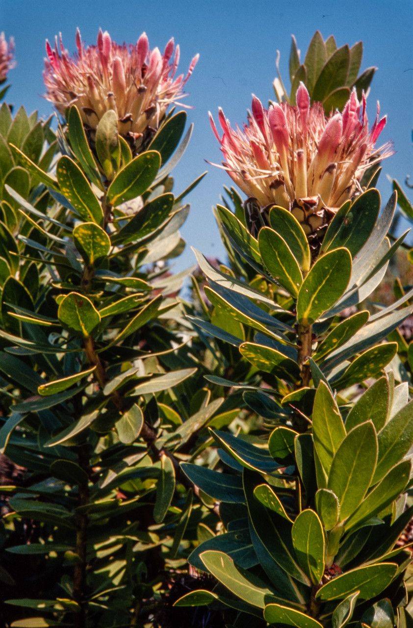 Protea roupelliae flower