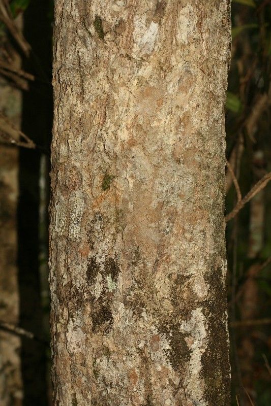 Mimusops balata bark