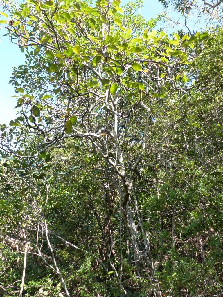 Gmelina tholicola habit